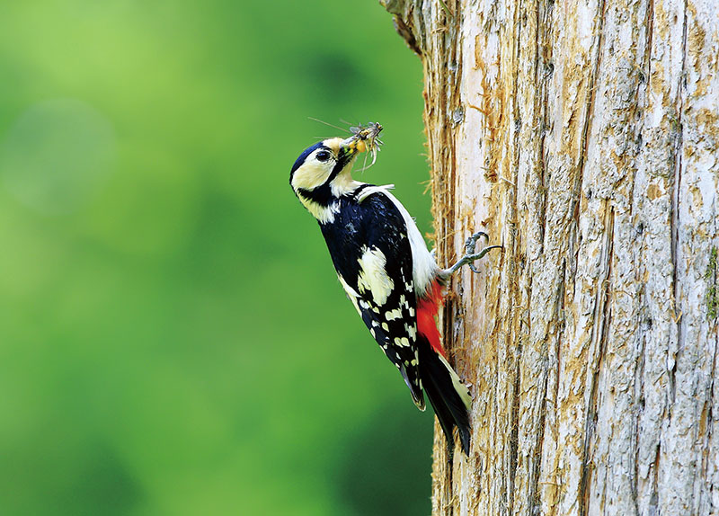 Why Do Woodpeckers Make Holes in Trees?0