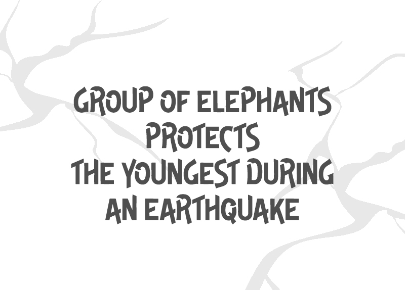 Group of Elephants Protects the Youngest During an Earthquake3