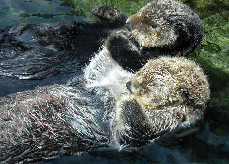 Did You Know Sea Otters Hold Hands While Sleeping?0