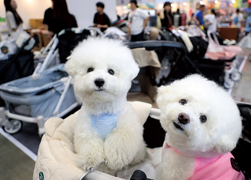 Samyang Foods Posts Record Q1 Earnings, Boosted by Overseas Sales / Dogs Ride Pet Stroller at MEGAZOO 20253
