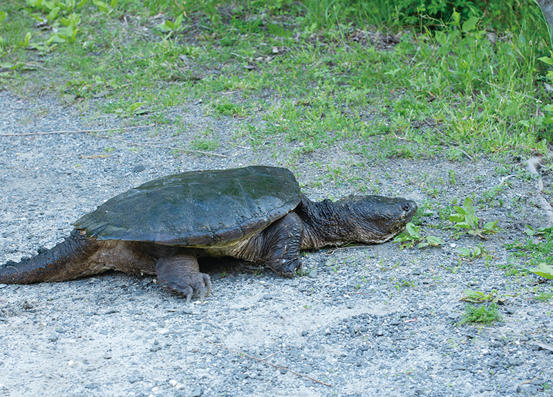 Invasive Snapping Turtle Mistakenly Released in Incheon0