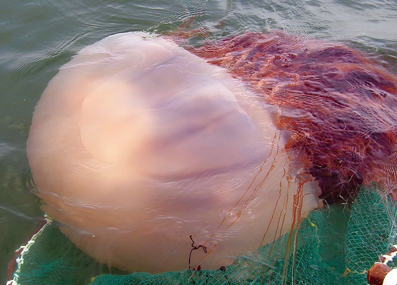 Giant Jellyfish Swarm Busan Beaches, Raising Safety Fears0
