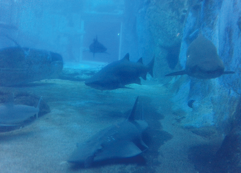 Jaws Turns 50, From Fear to Shark Conservation0