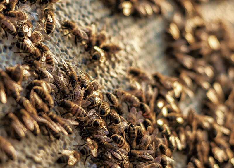 Scientists Turn to Superfood and Robots To Protect Bees0