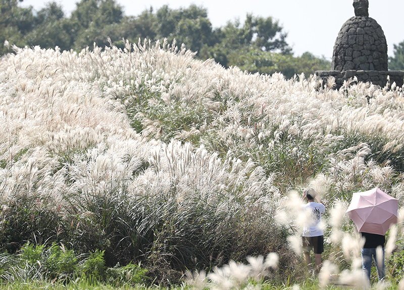 Late Heat Wave Covers Jejus Silver Grass Trails / 2025 Pink Run in Seoul0