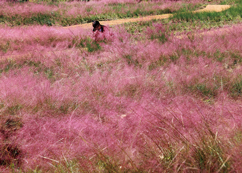 Pink Grass Paints the Fields / 2025 Seoul Classic Car Show0