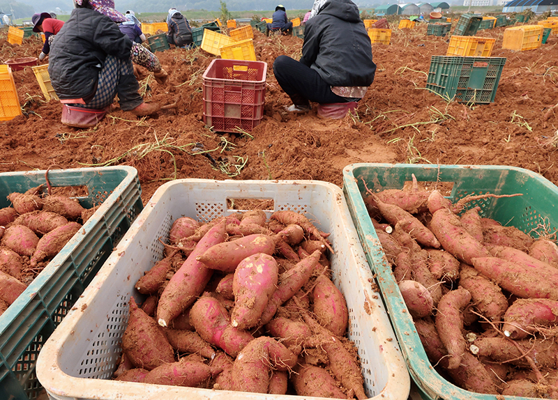 Colorful Hairstyles on Display / Harvesting Autumns Sweet Treat3