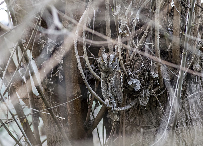 What Is Camouflage?0