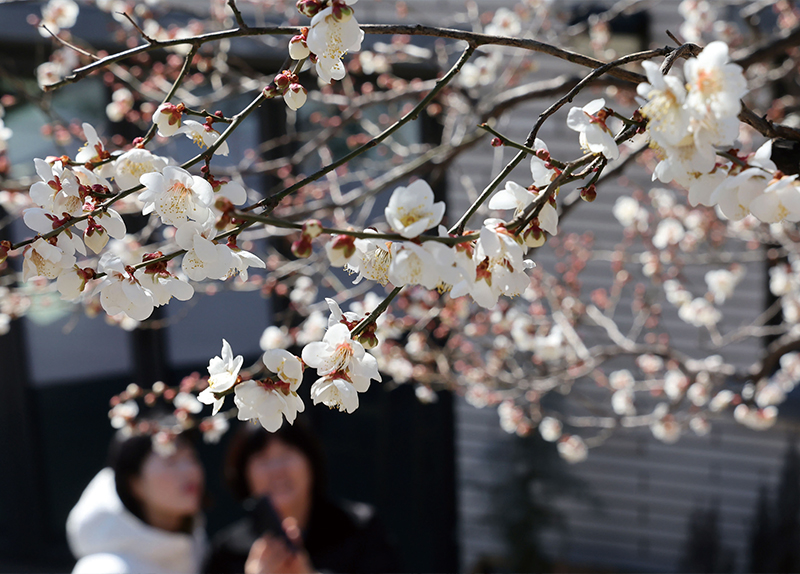 Plum Blossoms Bring News of Spring / Students Make Ice Cream Using Fallen Snow0