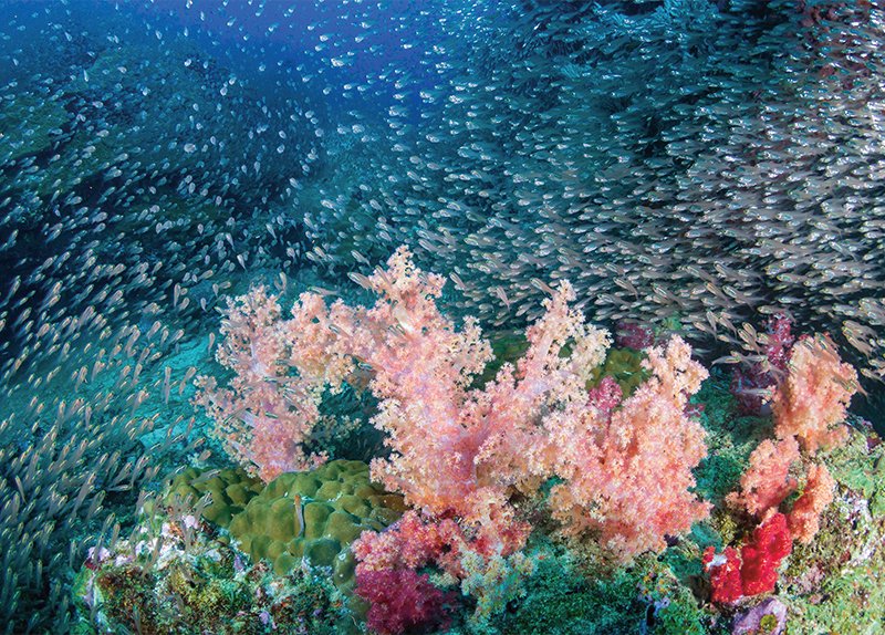 Why Are Coral Reefs Dying?0