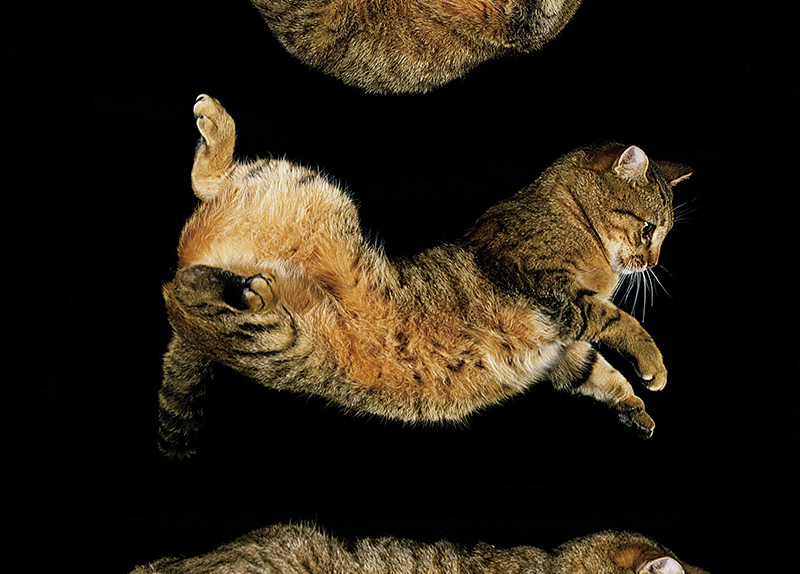 How Do Cats Land on Their Feet?0