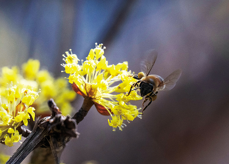 A Joyful Pungmul Parade at the Jeju Fire Festival / Yellow Flowers Welcome Spring1