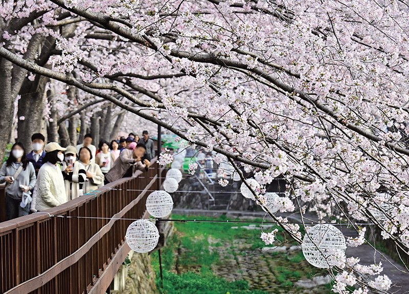 Cherry Blossoms in Full Bloom at Yeojwacheon Stream / Sunset Over the Sea of Sacheon0
