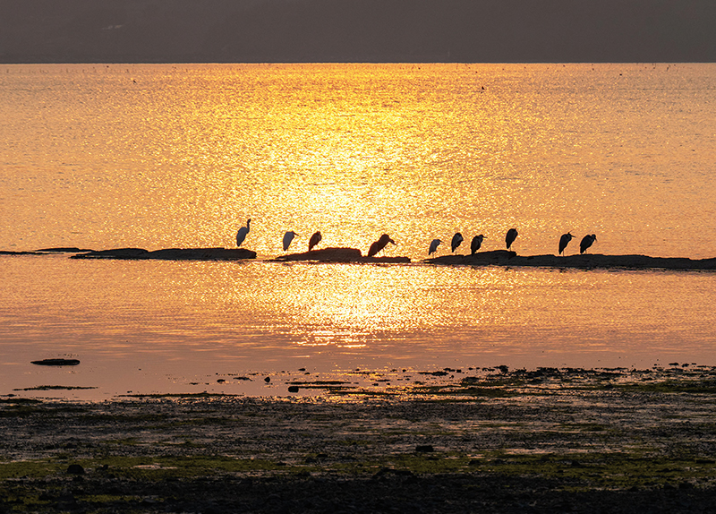Cherry Blossoms in Full Bloom at Yeojwacheon Stream / Sunset Over the Sea of Sacheon1