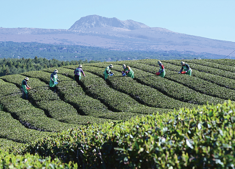Farmers Gather First Tea Leaves / A Golden Wave of Daffodils0
