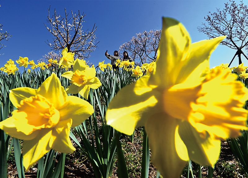 Farmers Gather First Tea Leaves / A Golden Wave of Daffodils1
