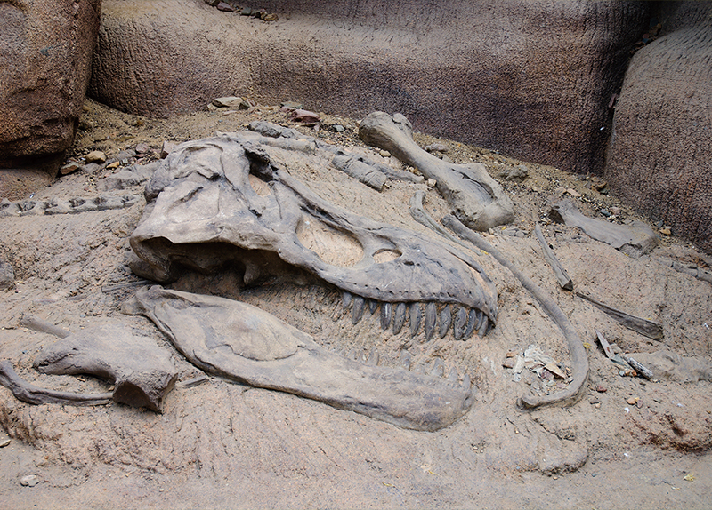 How Nature Turns Ancient Bones Into Fossils0