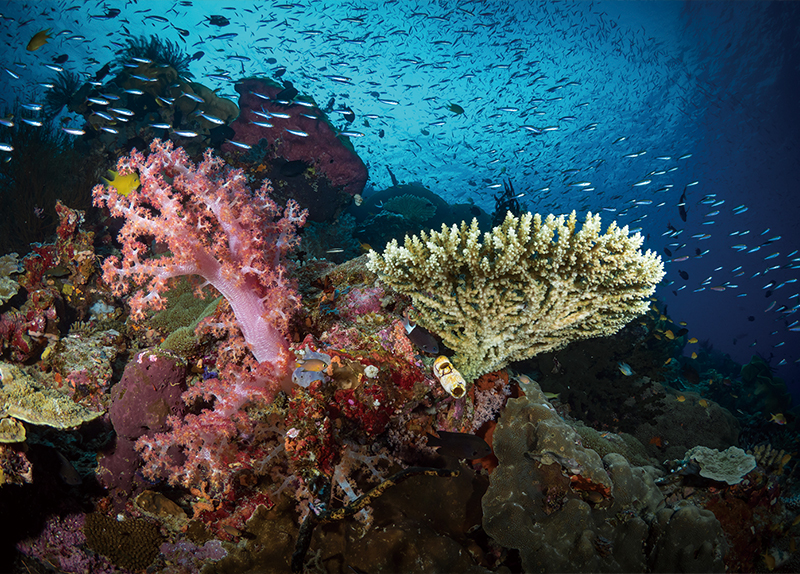 Raja Ampat0