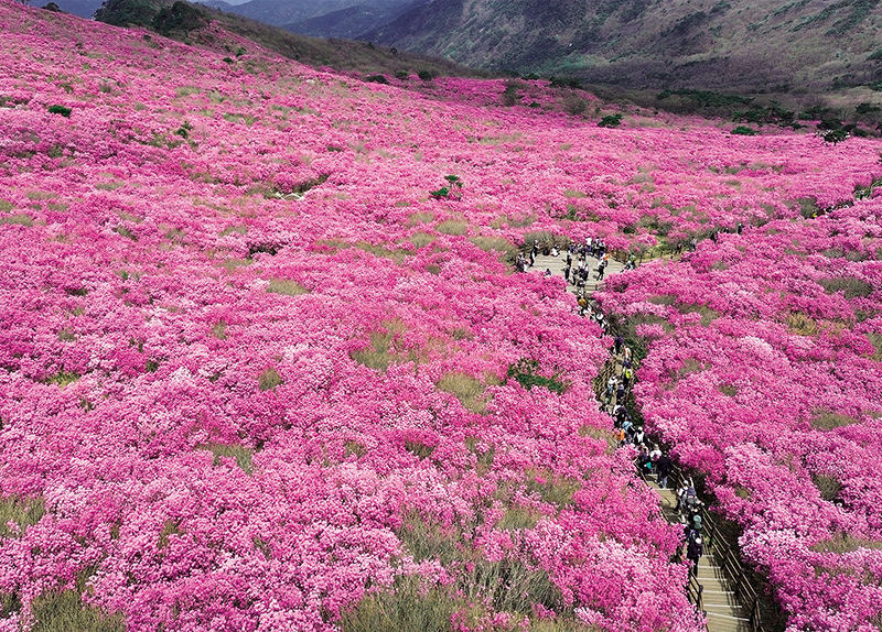 Biseulsan Covered in Pink Blossoms / Everland Marks 50th Anniversary0