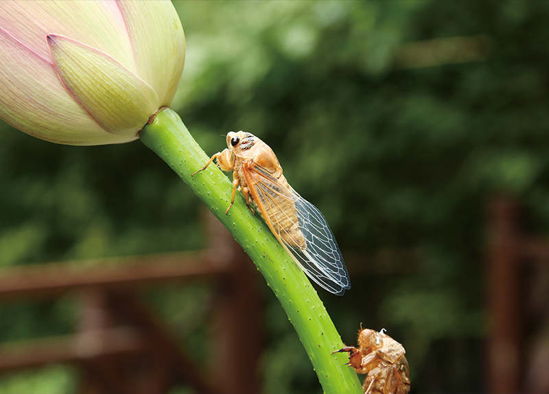 The Strange Life Cycle of Cicadas0