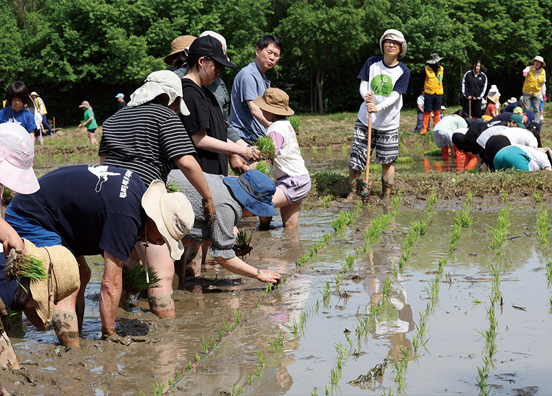 Cooling Off at Gwanghwamun Square / A Fun Day at the Rice Field3