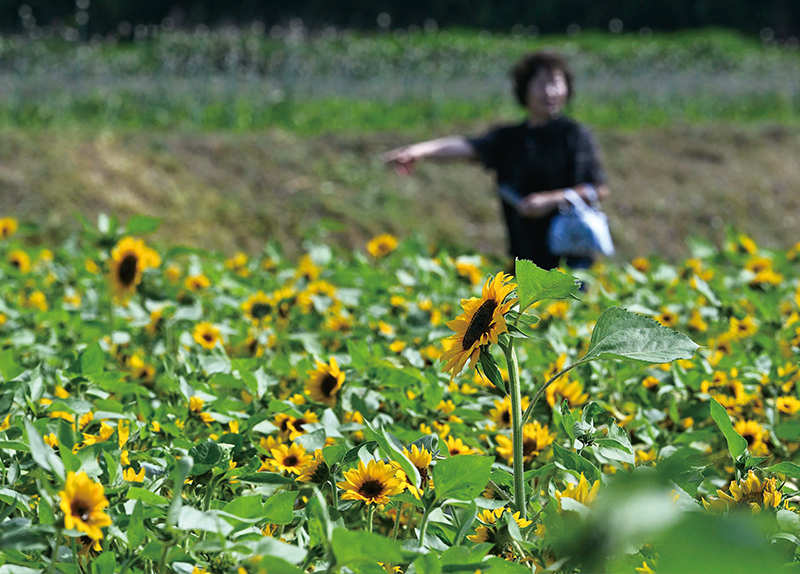 Cheers After a Close World Cup Win / Sunflowers in Full Bloom4