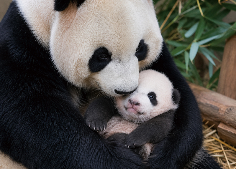Everland��s New Baby Panda Reaches 50-Day Health Milestone0