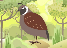 Quails - Wonderful Animals