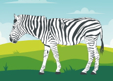 Stripes Help Zebras Stay Cool! - Nature & Science