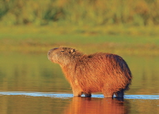 Capybara - Wonderful Animals