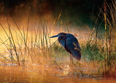 Kruger National Park - Around the World