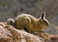 Viscacha - Wonderful Animals