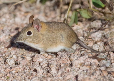 Elephant Shrew - Wonderful Animals