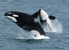 Orca - Wonderful Animals