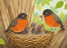 How Do Baby Birds Survive? - Nature & Science