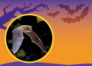Why Are Bats Important?