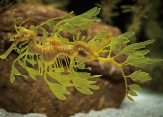 Leafy Seadragon