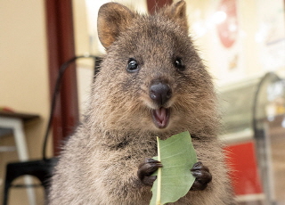 Quokkas: The Happiest Animals