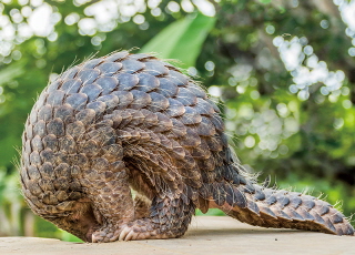 Pangolin