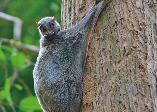 Colugo