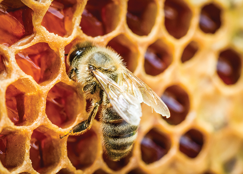 The Essential Role of Bees0