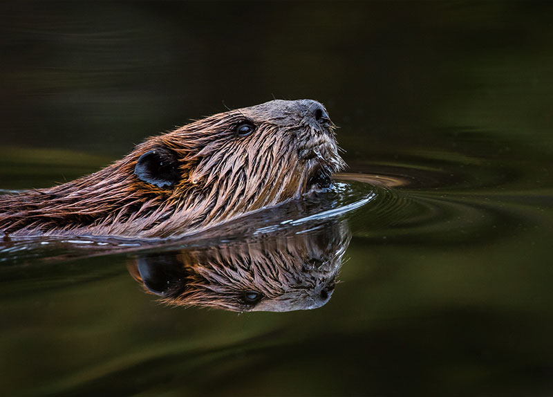 Wild Beavers Return to West London After Centuries0