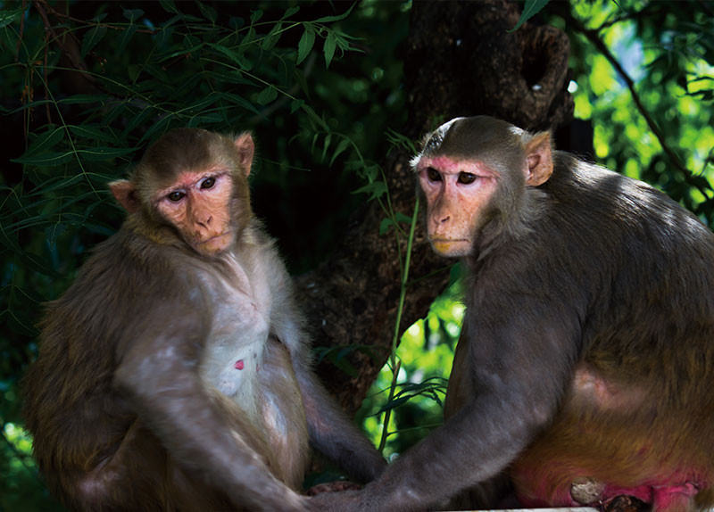 A Milestone in Cloning: Rhesus Monkey Survives Into Adulthood0