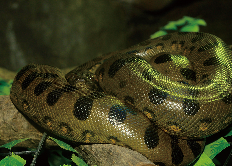 New Anaconda Species Discovered in the Amazon0