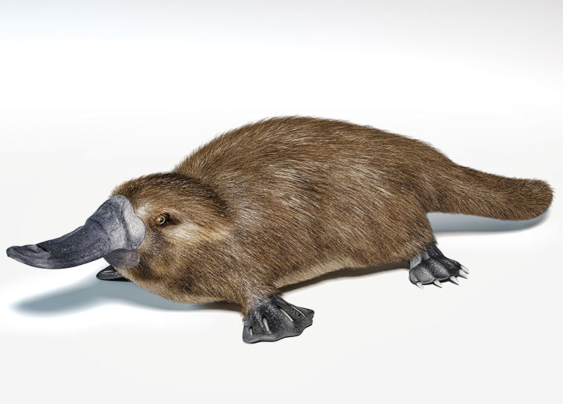 The Science Behind Platypus Venom0