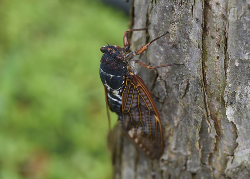 Cicada Cycles0