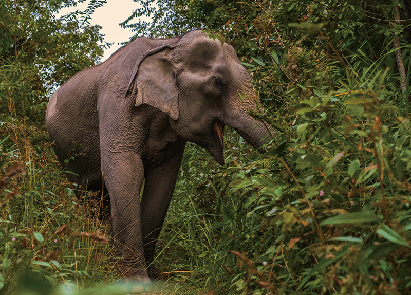 Flash Floods Hit Elephant Sanctuary in Thailand0