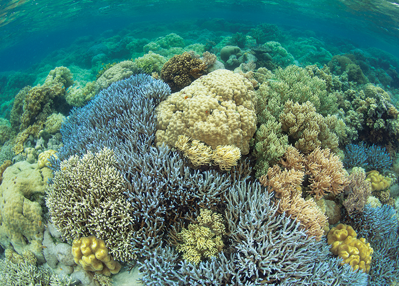 Scientists Discover the World’s Largest Coral0