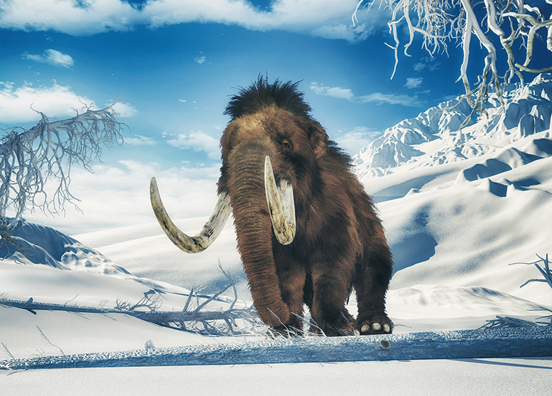 World’s Best Preserved Mammoth Remains Discovered in Russia0
