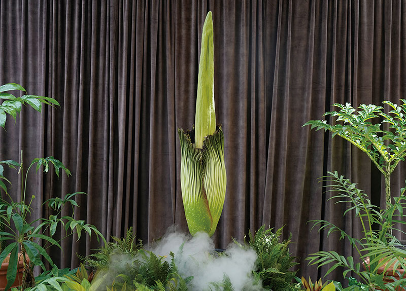 The ��Corpse Flower�� in Full Bloom0